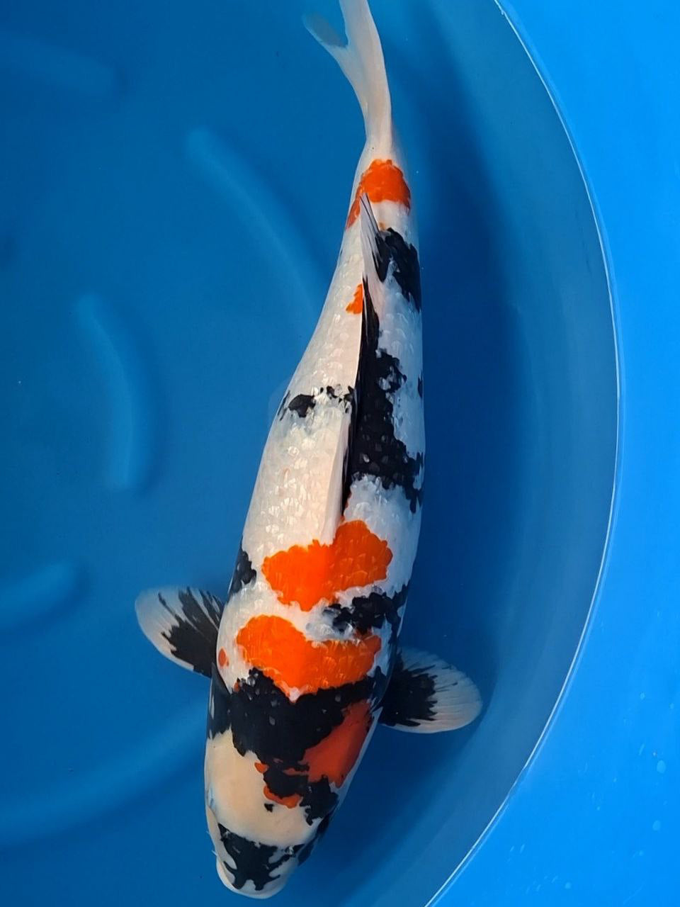 Koi fish for sale — 65 cm Marusei Ginrin Showa at ChampKoi