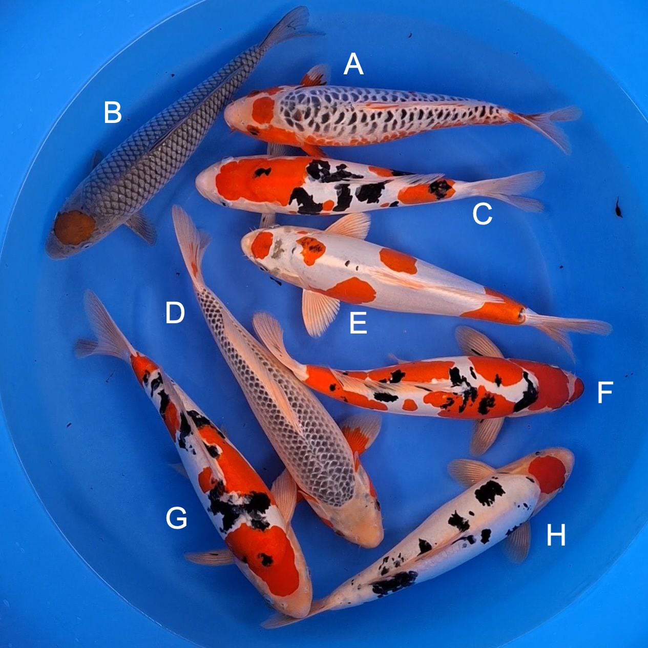Koi fish for sale — 33-38 cm Otsuka Doitsu Asagi at ChampKoi