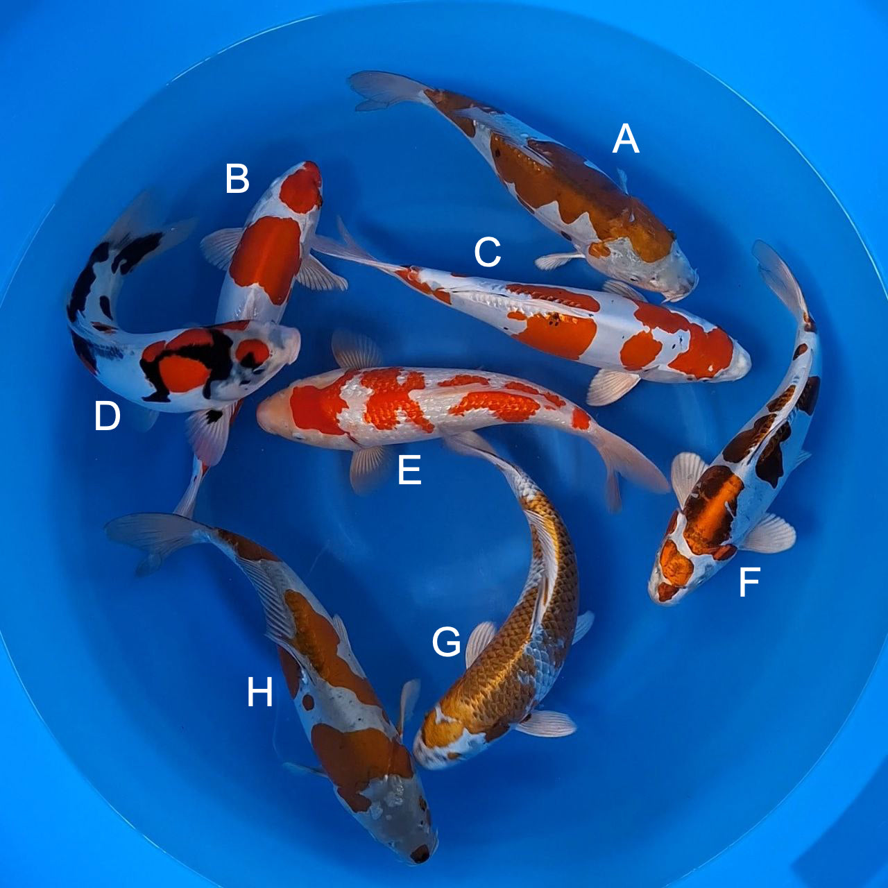 Koi fish for sale — 33-35 cm Kase Doitsu Ochiba at ChampKoi
