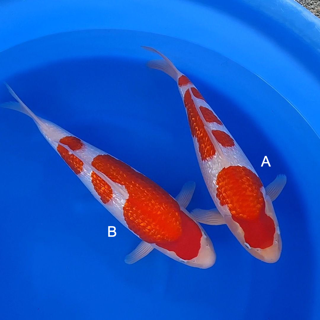 Koi fish for sale — undefined-undefined cm Torazo Ginrin Kohaku at ChampKoi