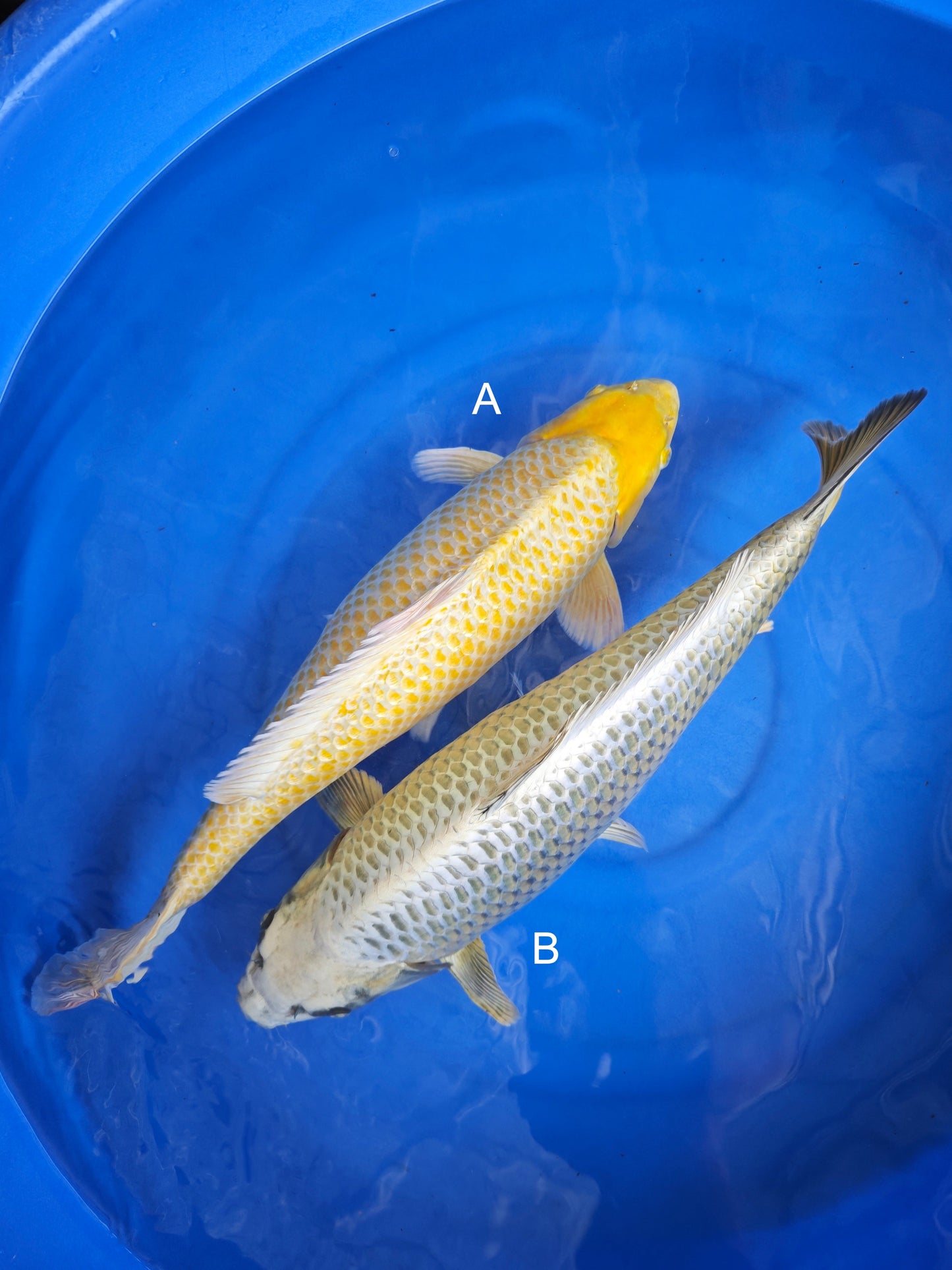 Koi fish for sale — 55-60 cm Ogata Yamabuki Ogon at ChampKoi