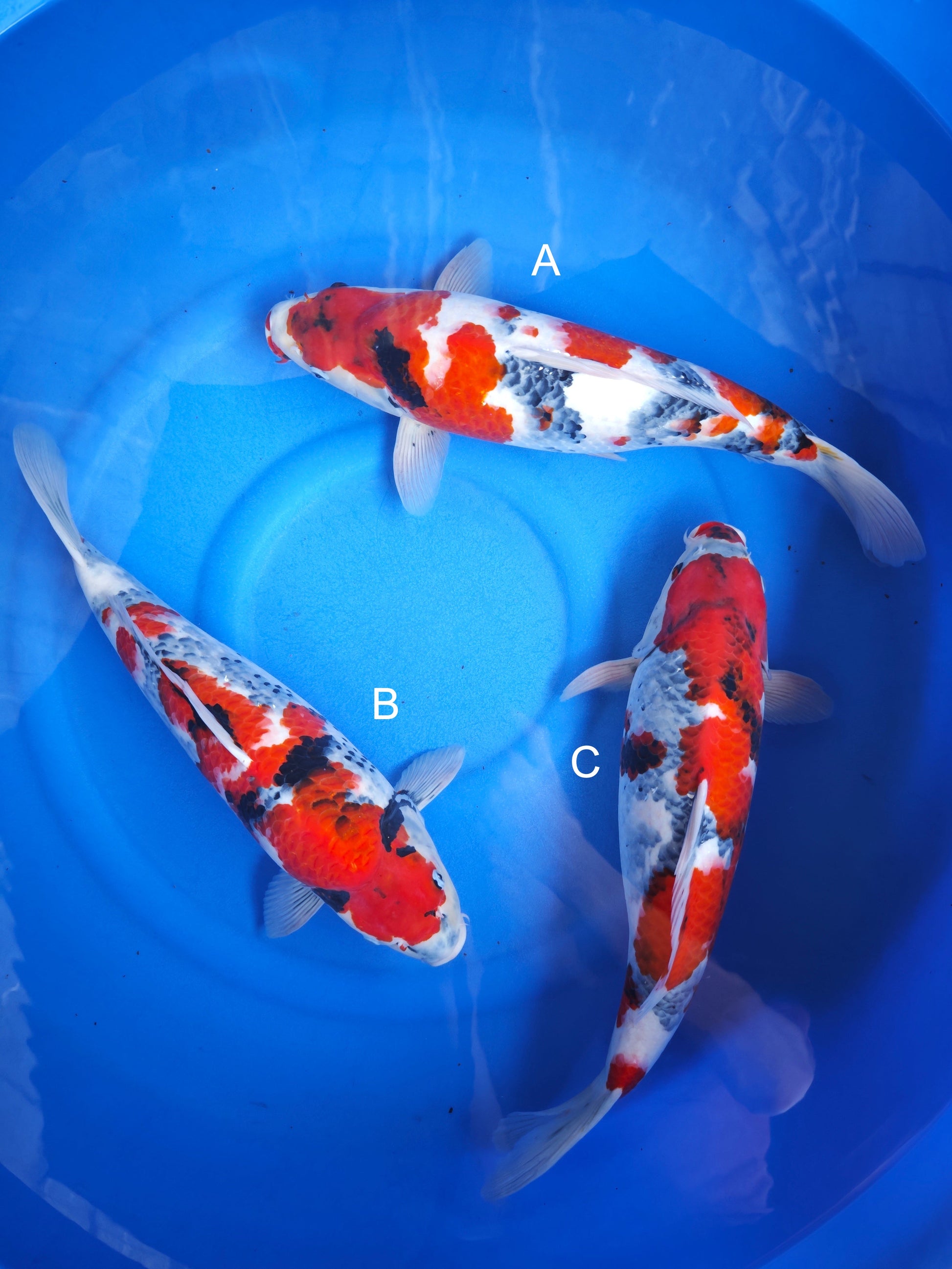 Koi fish for sale — 55-58 cm Ogata Showa at ChampKoi
