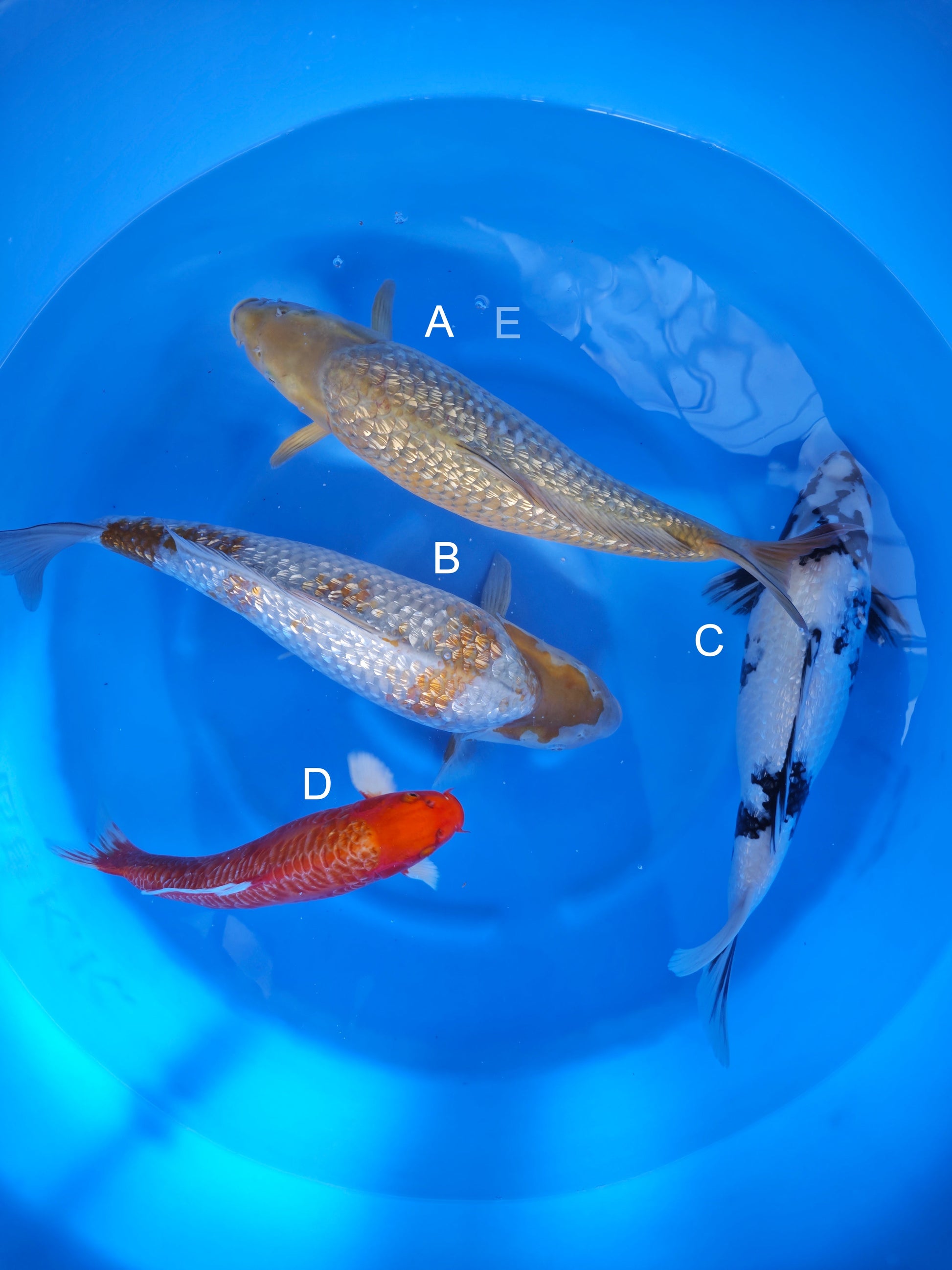 Koi fish for sale — 30-50 cm Maruhiro Ginrin Chagoi at ChampKoi