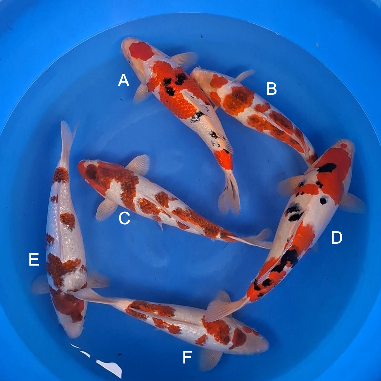 Koi fish for sale — 35-38 cm Sakazume Ginrin Sanke at ChampKoi