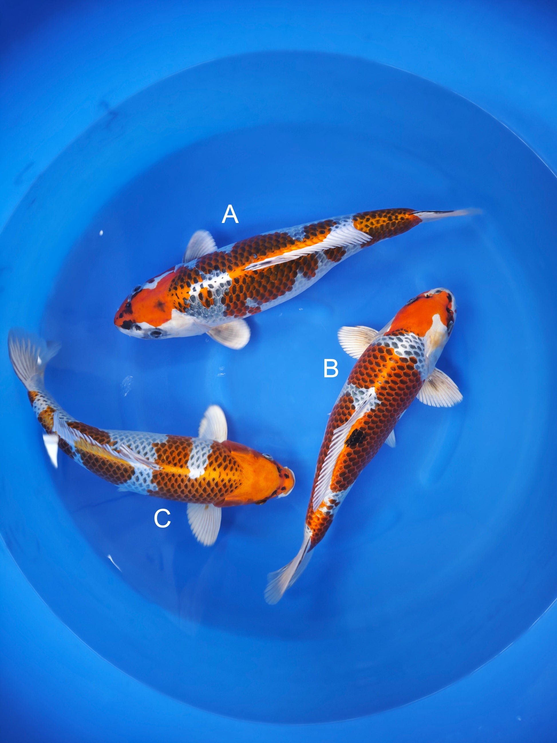 Koi fish for sale — 40-45 cm Kaneko Kujaku at ChampKoi