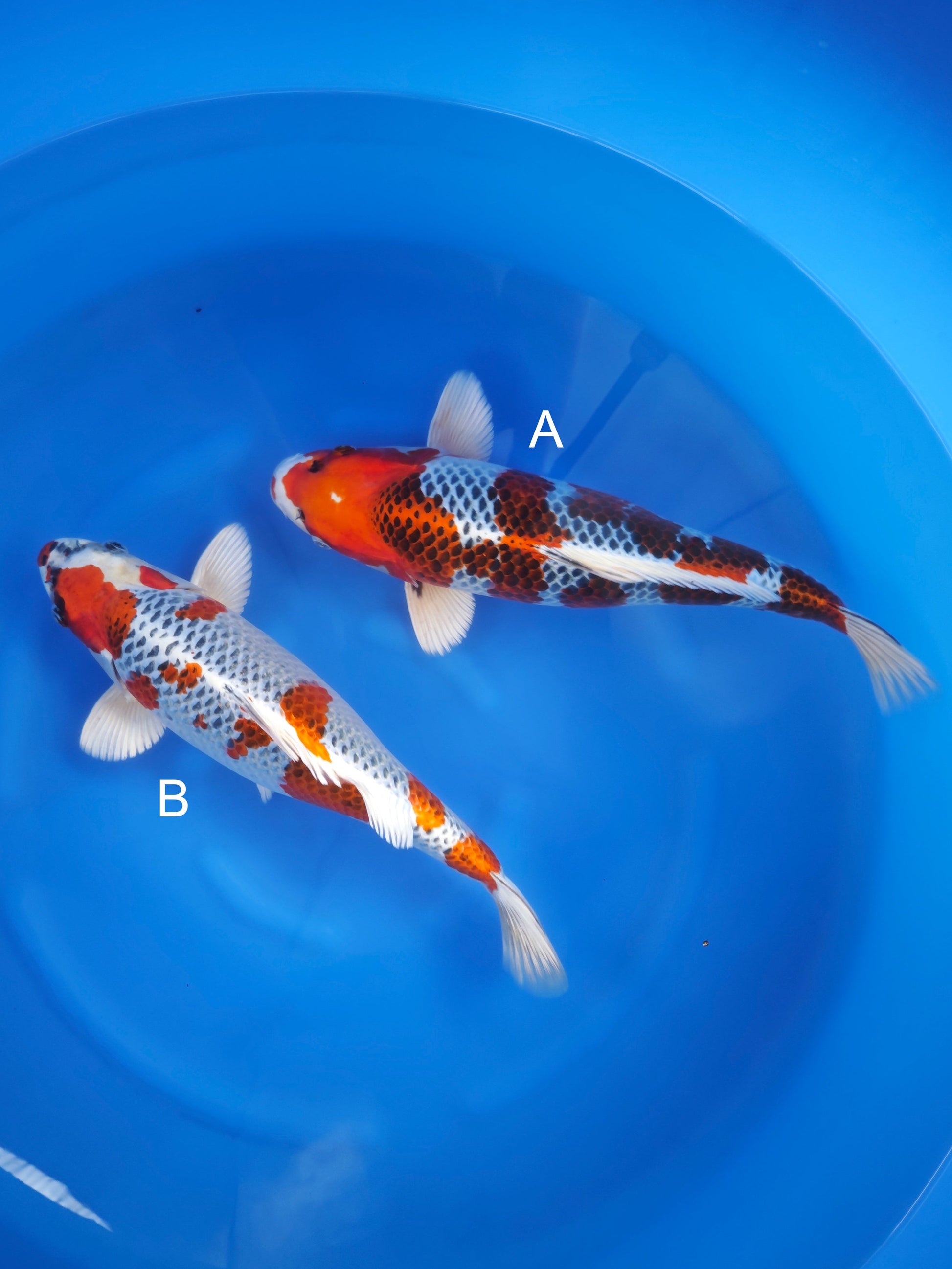 Koi fish for sale — 38-42 cm Kaneko Kujaku at ChampKoi