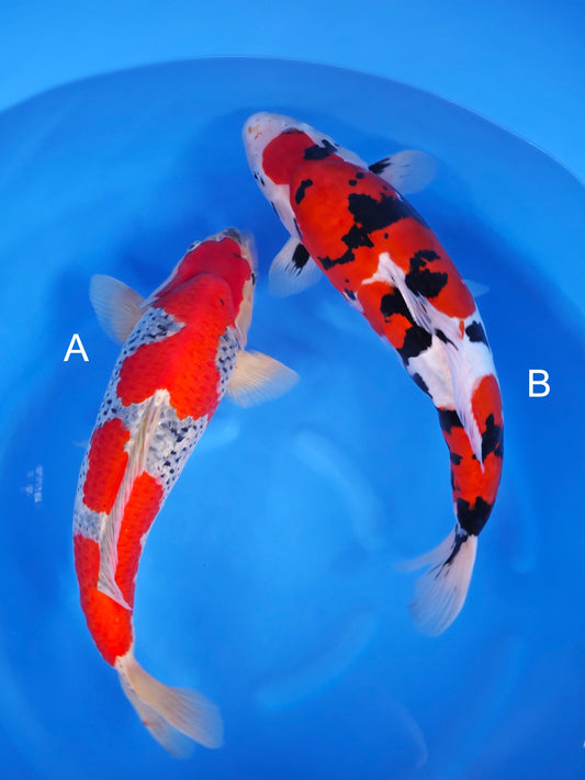 Koi fish for sale — undefined-undefined cm Yagenji Goshiki at ChampKoi