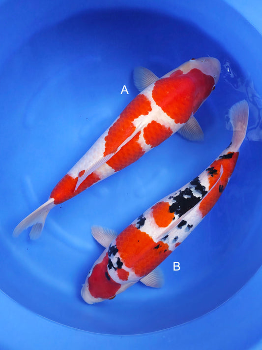 Koi fish for sale — undefined-undefined cm Marudo Kohaku at ChampKoi