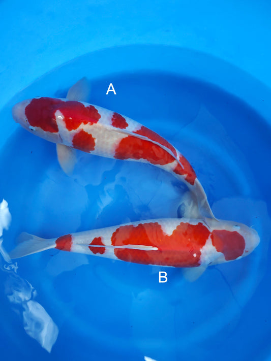 Koi fish for sale — undefined-undefined cm Marudo Kohaku at ChampKoi