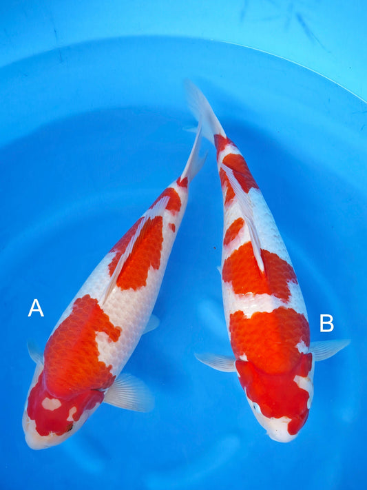 Koi fish for sale — undefined-undefined cm Izumiya Ai Goromo at ChampKoi