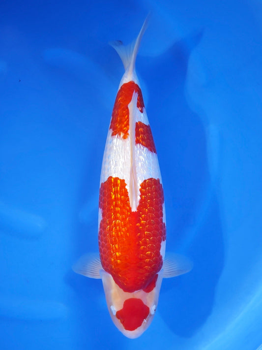 Koi fish for sale — 51 cm Torazo Ginrin Kohaku at ChampKoi
