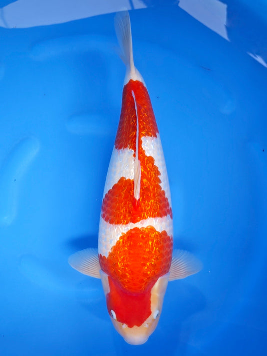 Koi fish for sale — 49 cm Torazo Ginrin Kohaku at ChampKoi