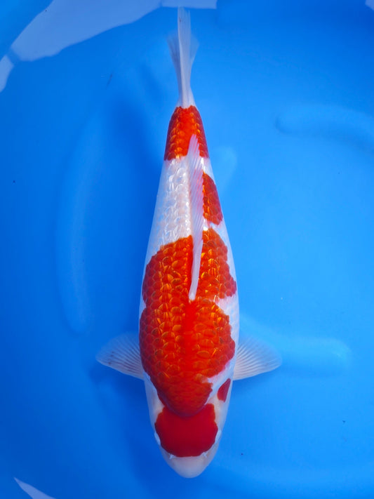 Koi fish for sale — 50 cm Torazo Ginrin Kohaku at ChampKoi