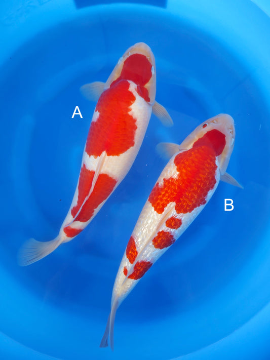 Koi fish for sale — undefined-undefined cm Torazo Kohaku at ChampKoi