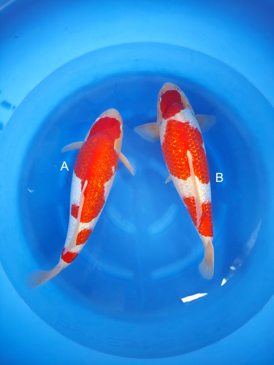 Koi fish for sale — undefined-undefined cm Torazo Ginrin Kohaku at ChampKoi