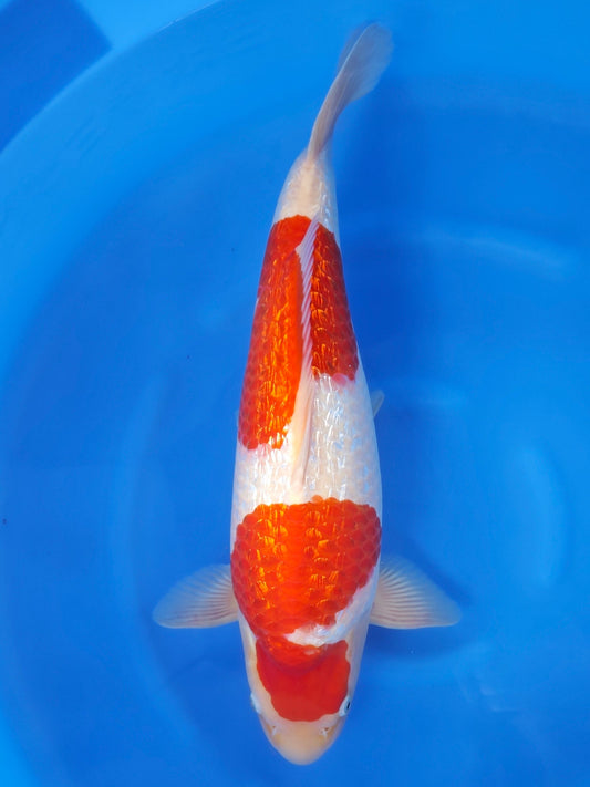 Koi fish for sale — 51 cm Torazo Ginrin Kohaku at ChampKoi