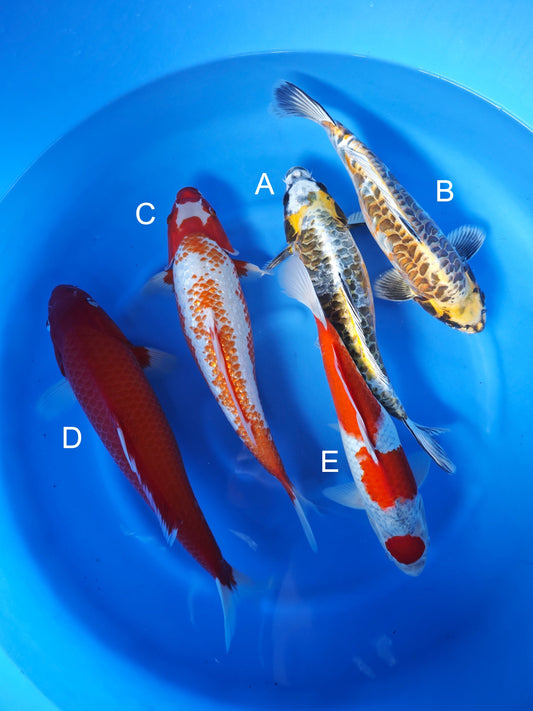 Koi fish for sale — 35-40 cm Ozumi Ikarashi Aragoke at ChampKoi