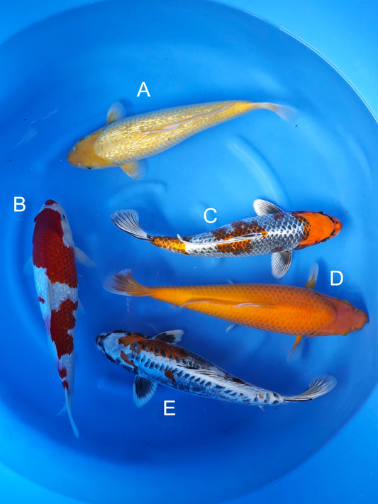 Koi fish for sale — 35-40 cm Ozumi Ikarashi Ginrin Karashigoi at ChampKoi