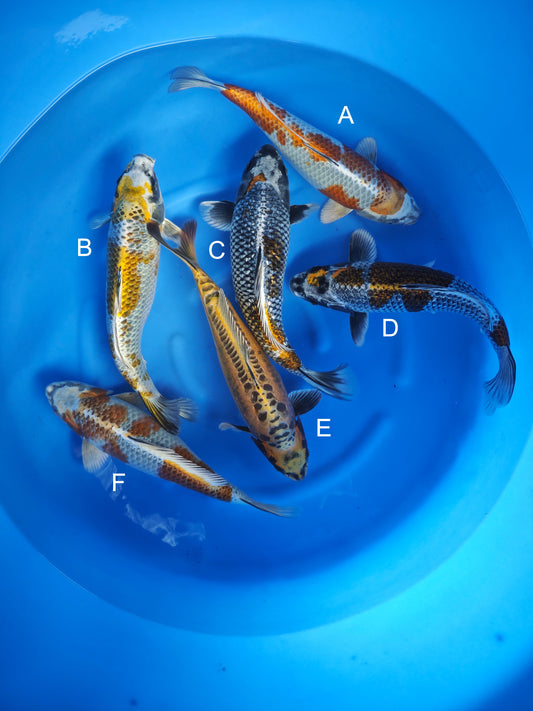 Koi fish for sale — 35-40 cm Ozumi Ikarashi Kirin at ChampKoi