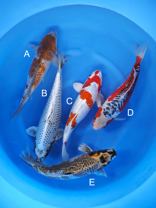 Koi fish for sale — 35-40 cm Ozumi Ikarashi Ginrin Ochiba at ChampKoi