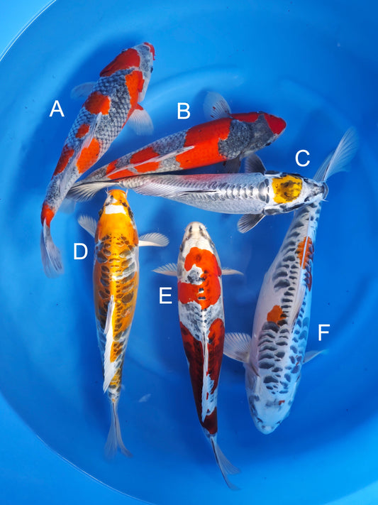 Koi fish for sale — 35-40 cm Ozumi Ikarashi Goshiki at ChampKoi