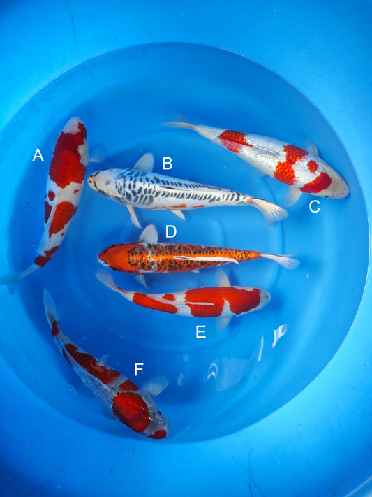 Koi fish for sale — 35-40 cm Ozumi Ikarashi Goshiki at ChampKoi