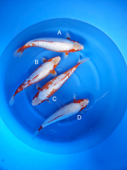 Koi fish for sale — 38-43 cm Ozumi Ikarashi Ginrin Asagi at ChampKoi