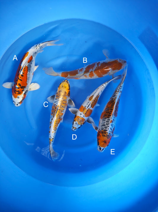 Koi fish for sale — 38-45 cm Ozumi Ikarashi Dragon Scale at ChampKoi