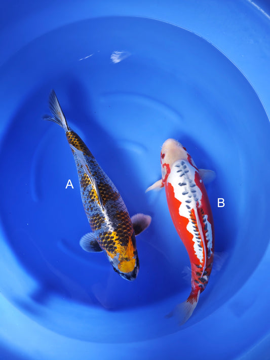 Koi fish for sale — undefined-undefined cm Ozumi Ikarashi Sumi Kujaku at ChampKoi