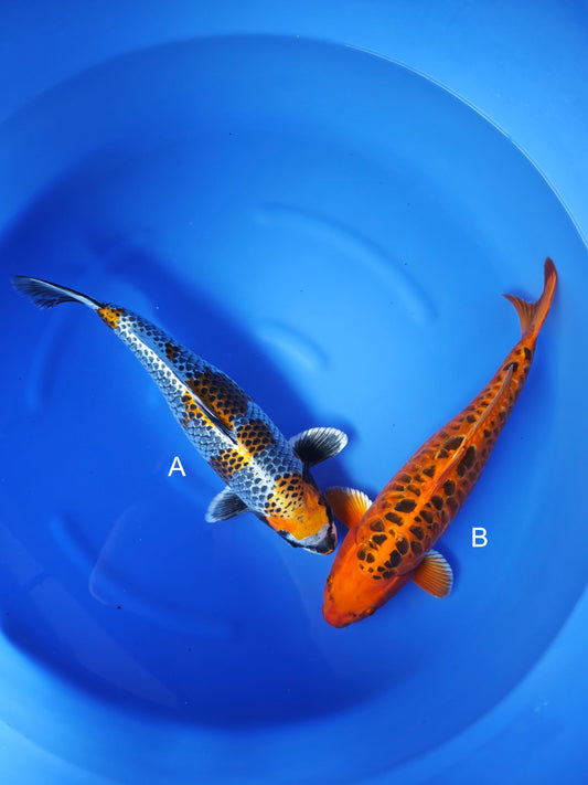 Koi fish for sale — undefined-undefined cm Ozumi Ikarashi Sumi Kujaku at ChampKoi