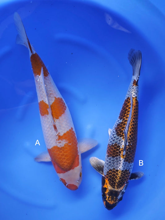 Koi fish for sale — undefined-undefined cm Ozumi Ikarashi Ochiba at ChampKoi