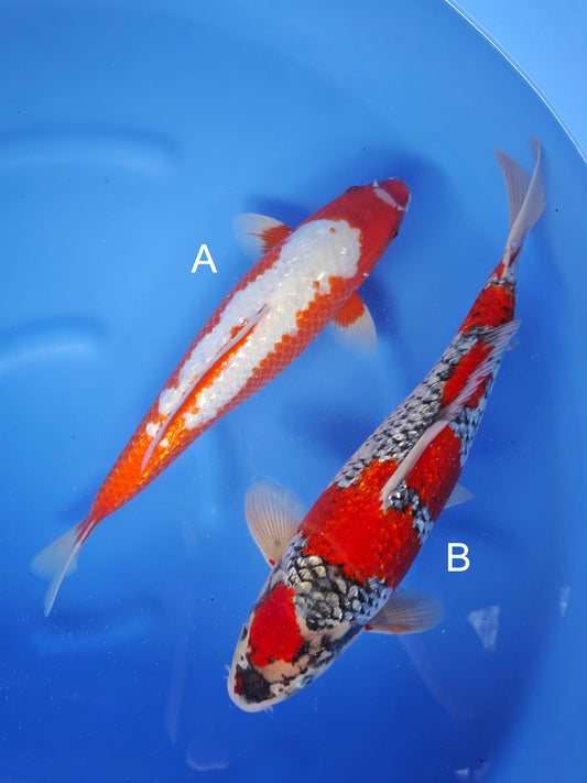 Koi fish for sale — undefined-undefined cm Ozumi Ikarashi Ginrin Asagi at ChampKoi