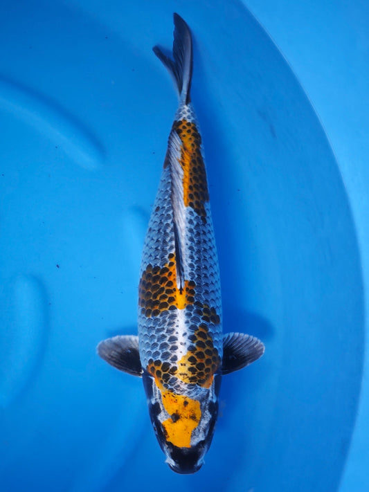 Koi fish for sale — 55 cm Ozumi Ikarashi Sumi Kujaku at ChampKoi