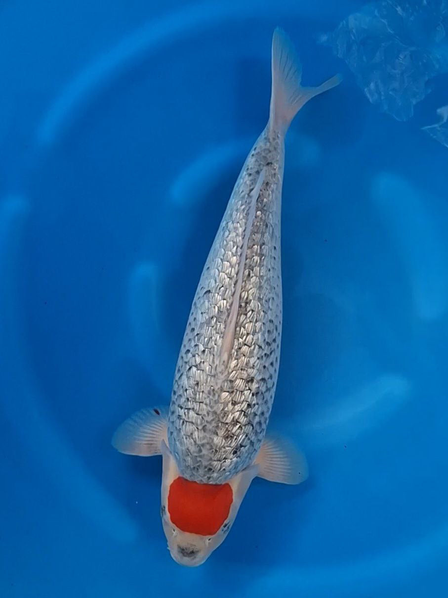 Koi fish for sale — 47 cm Ozumi Ikarashi Ginrin Tancho Goshiki at ChampKoi
