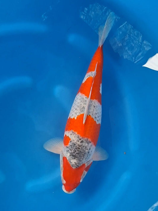 Koi fish for sale — 47 cm Ozumi Ikarashi Goshiki at ChampKoi