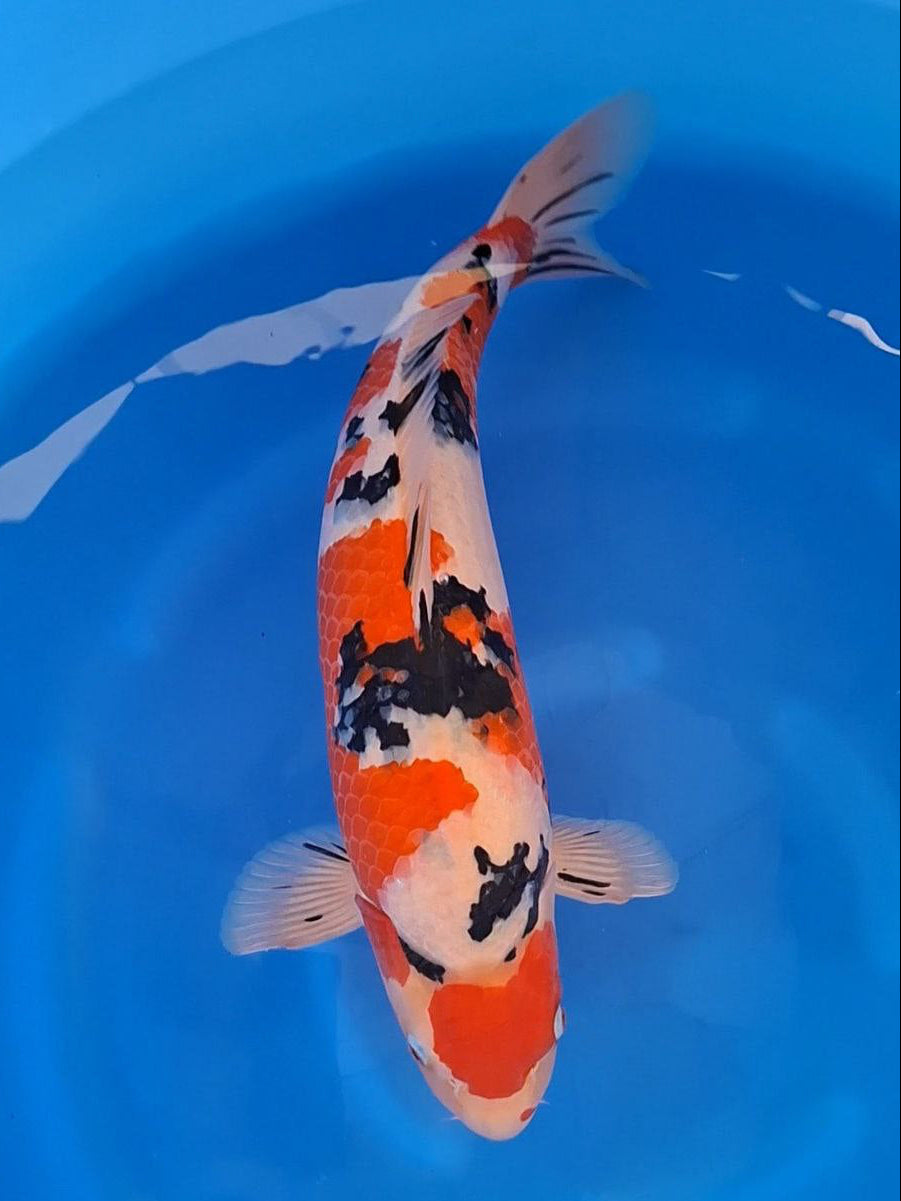 Koi fish for sale — 58 cm Marudo Sanke at ChampKoi
