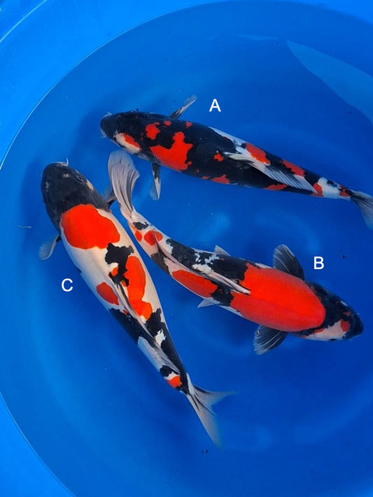 Koi fish for sale — 45-50 cm Hiroi Doitsu Showa at ChampKoi