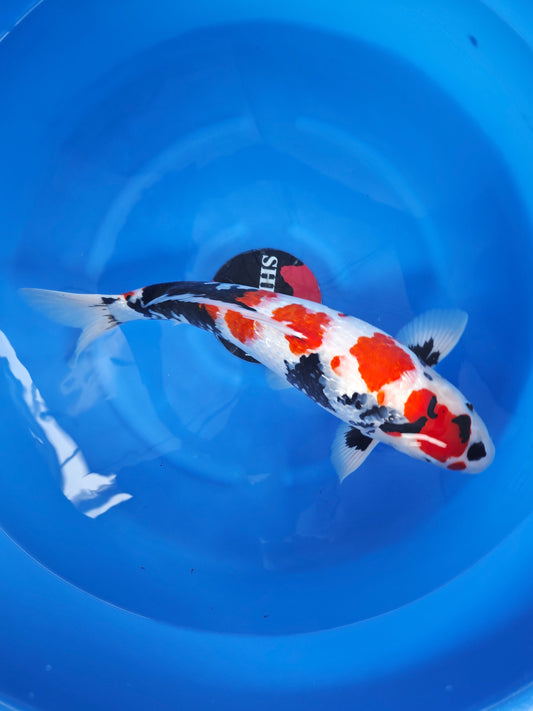 Koi fish for sale — 58 cm Shinoda Ginrin Showa at ChampKoi