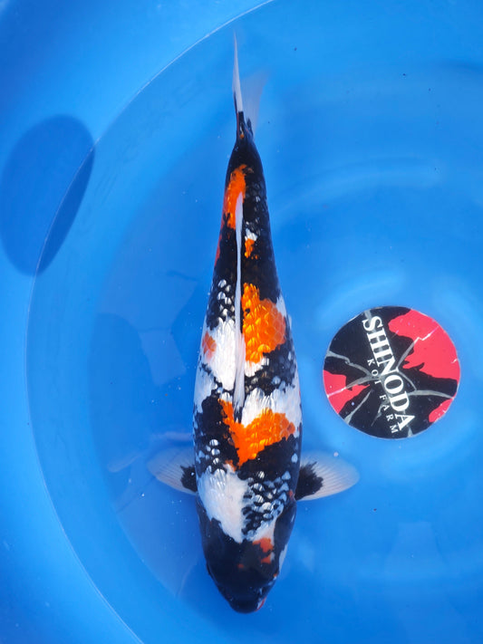 Koi fish for sale — 58 cm Shinoda Ginrin Showa at ChampKoi