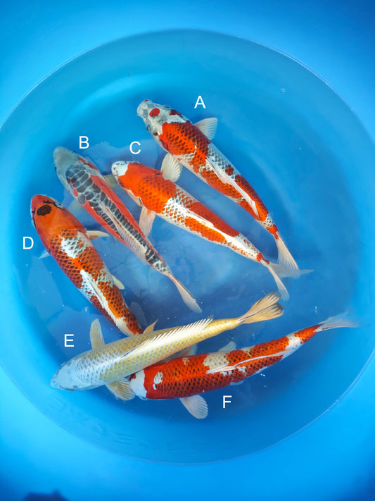 Koi fish for sale — 38-43 cm Marusei Kujaku at ChampKoi