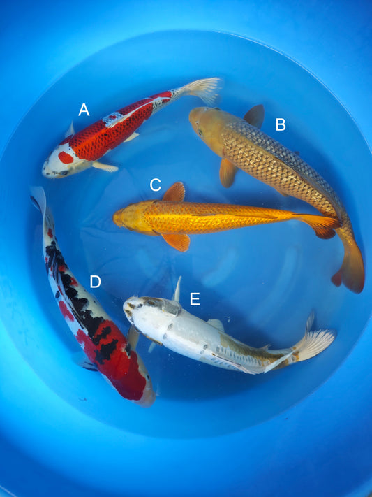 Koi fish for sale — 40-45 cm Marusei Kujaku at ChampKoi