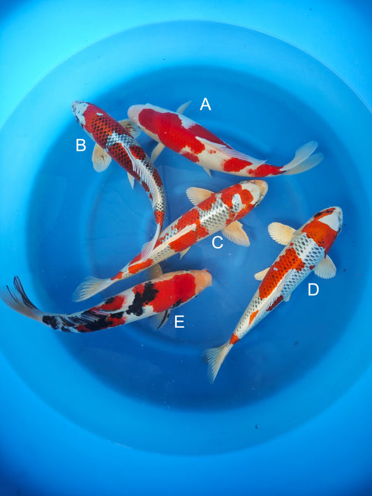 Koi fish for sale — 40-45 cm Marusei Kohaku at ChampKoi
