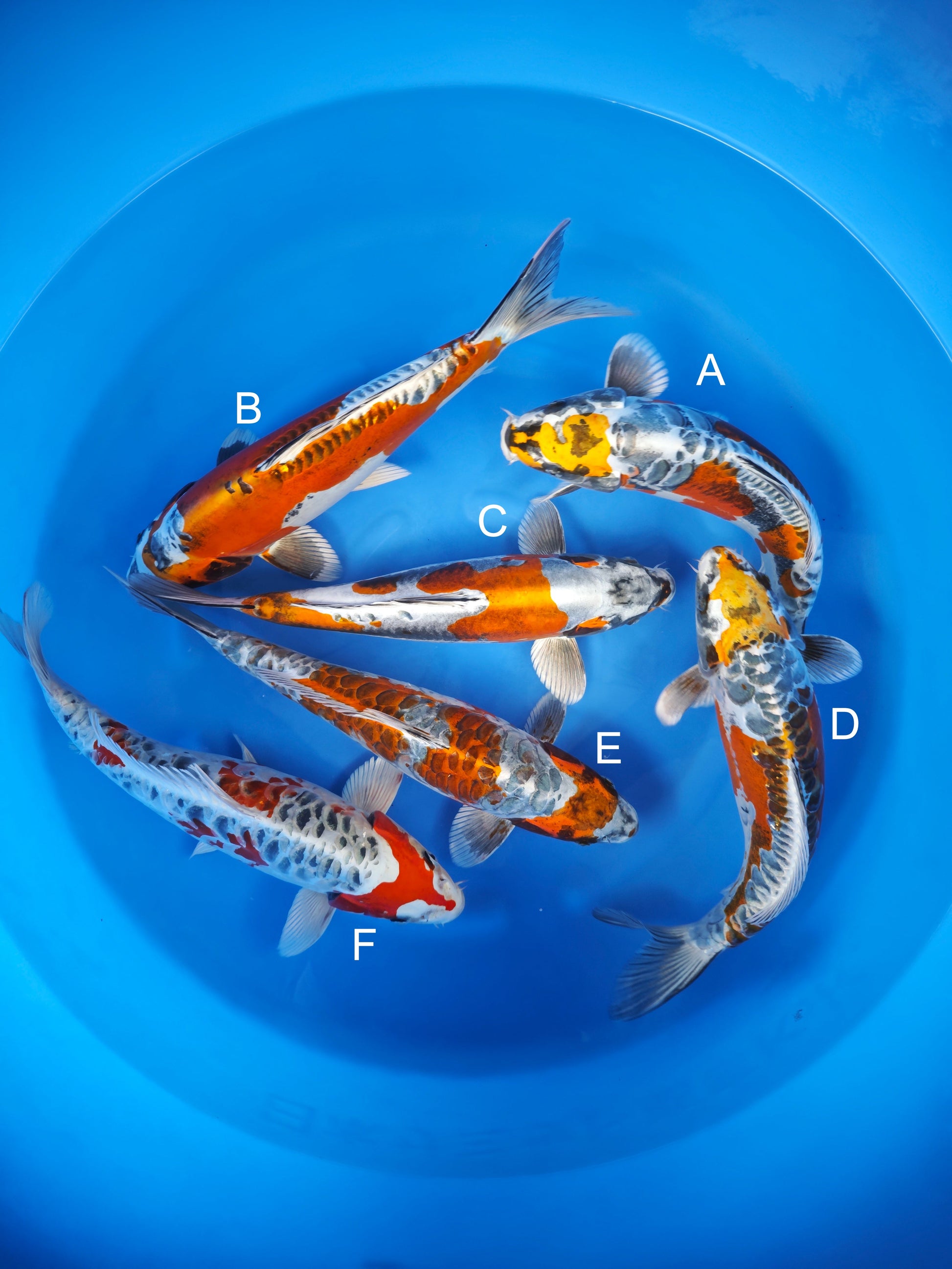 Koi fish for sale — 40-43 cm Otsuka Beni Kikokuryu at ChampKoi