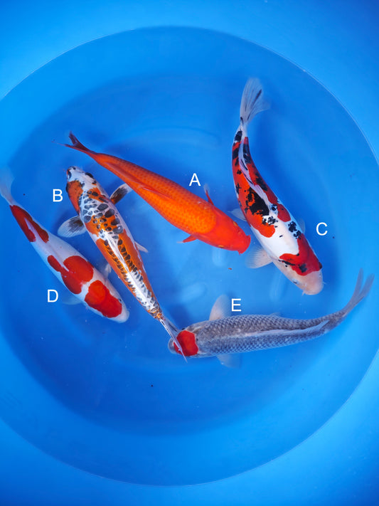 Koi fish for sale — 40-43 cm Otsuka Benigoi at ChampKoi