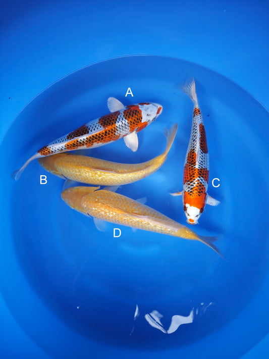 Koi fish for sale — 38-42 cm Otsuka Kujaku at ChampKoi