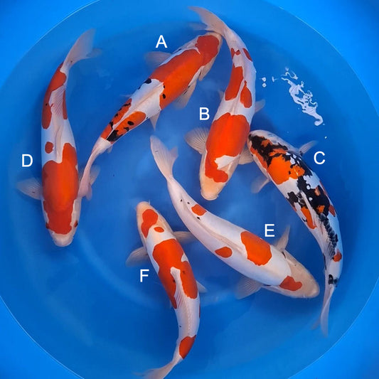 Koi fish for sale — 40-45 cm Shinoda Doitsu Sanke at ChampKoi
