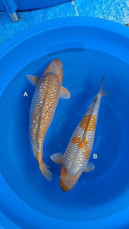 Koi fish for sale — undefined-undefined cm Hiroi Ginrin Ochiba at ChampKoi