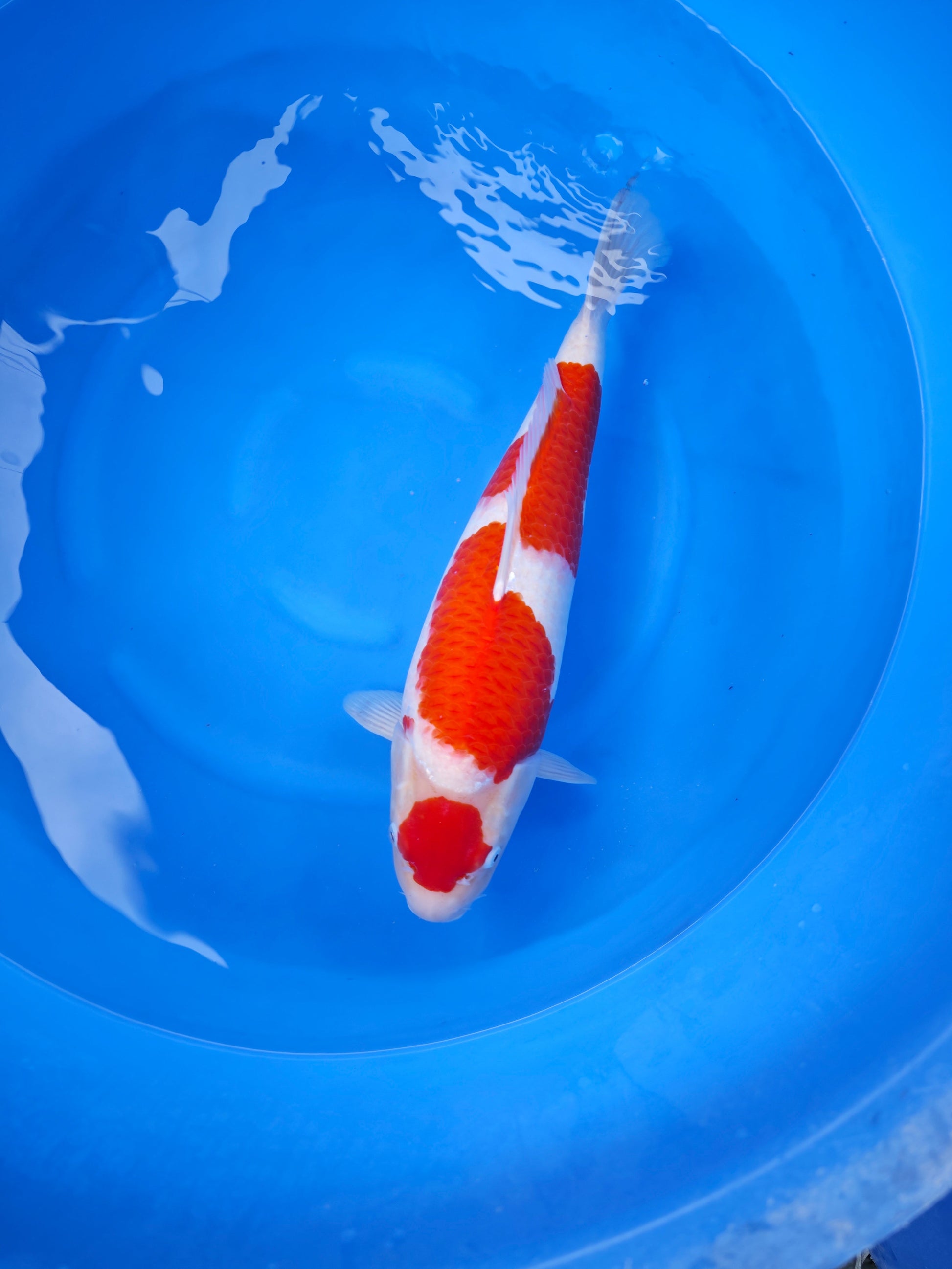 Koi fish for sale — 52 cm Nagoshi Kohaku at ChampKoi
