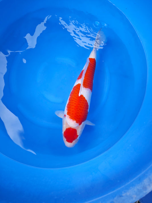 Koi fish for sale — 52 cm Nagoshi Kohaku at ChampKoi