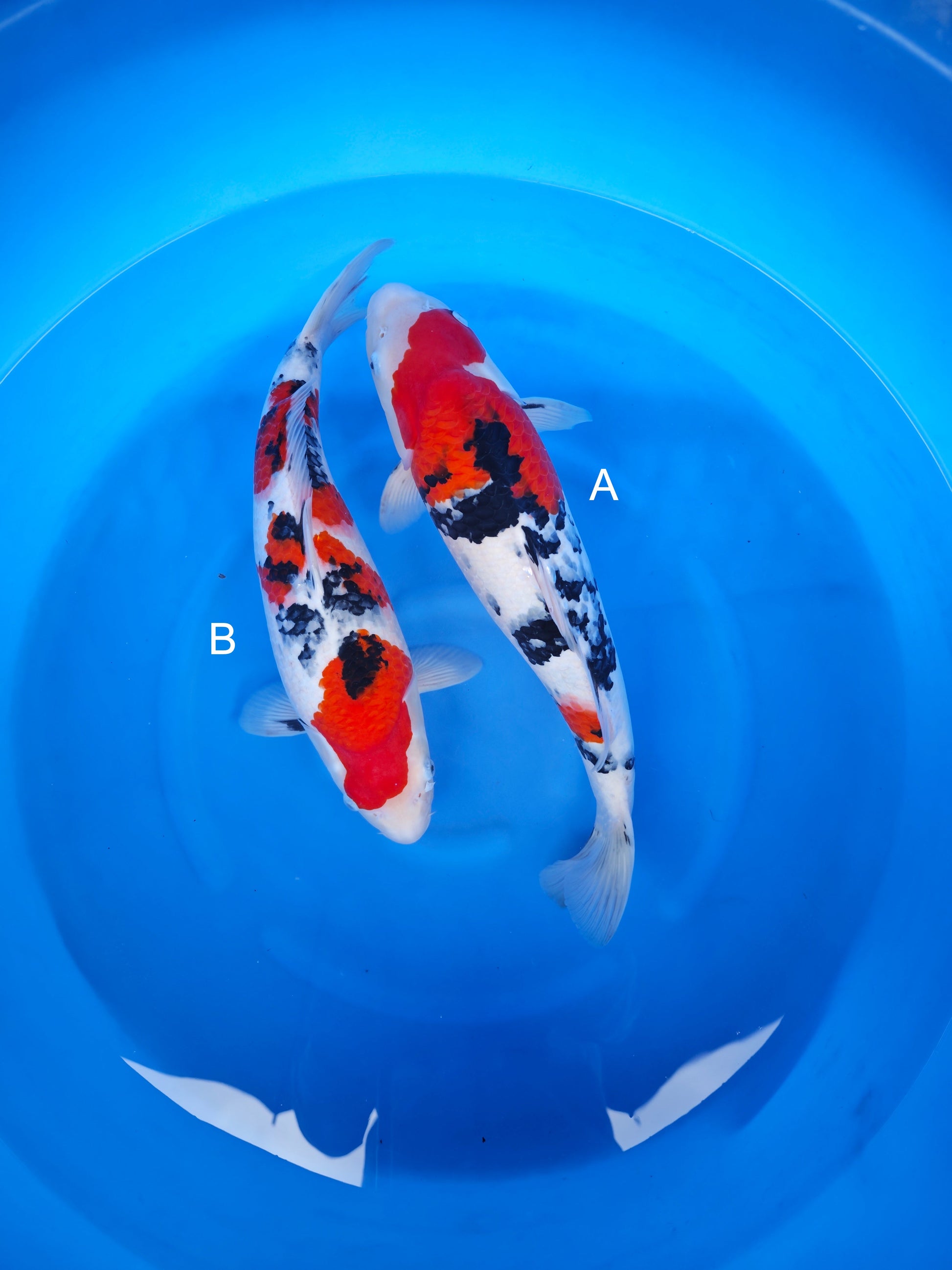 Koi fish for sale — undefined-undefined cm Nagoshi Sanke at ChampKoi
